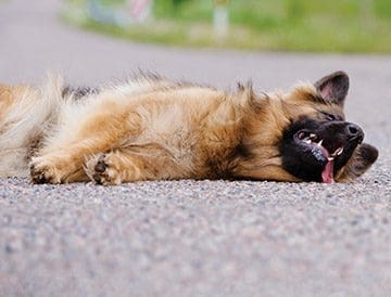 canine first aid course aberdeen